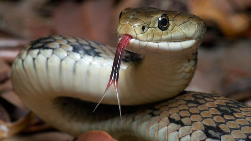 its a snake its a snake