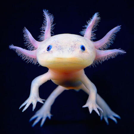 Axolotl :)