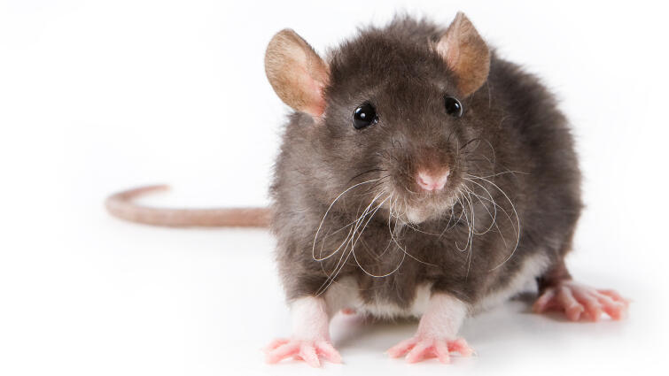 Rat Rat
