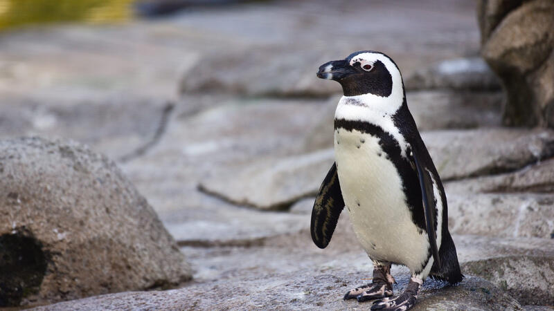 funny penguin! funny penguin!