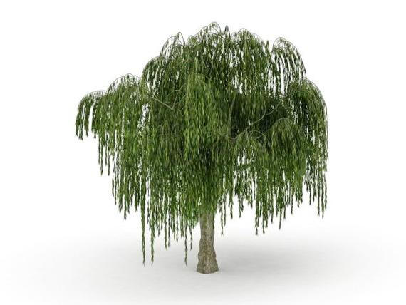 tree tree