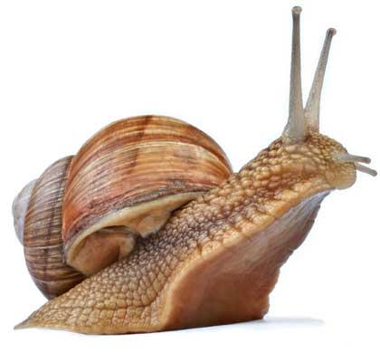 snail! snail!