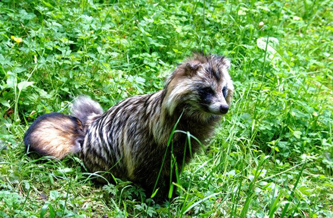 tanuki tanuki